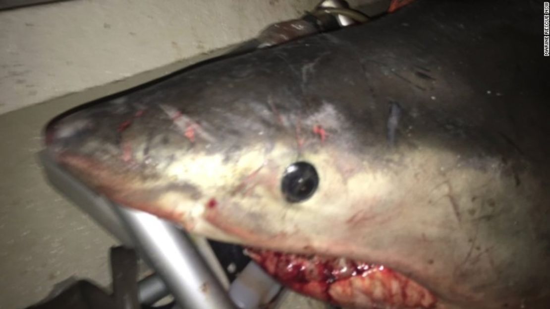 Un gran tiburón blanco saltó hacia el barco solitario de un pescador de la costa oriental australiana.