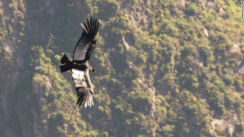 En el recorrido en el tren de lujo, que dura tres días, se pueden observar cóndores, las aves voladoras más grandes del planeta, hoy en vía de extinción.