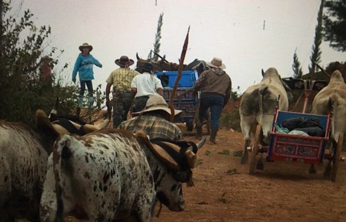 Grupos de boyeros hacen paseos de hasta tres días por las montañas, siguen la ruta que era usual en el pasado para transportar productos, sobre todo café.