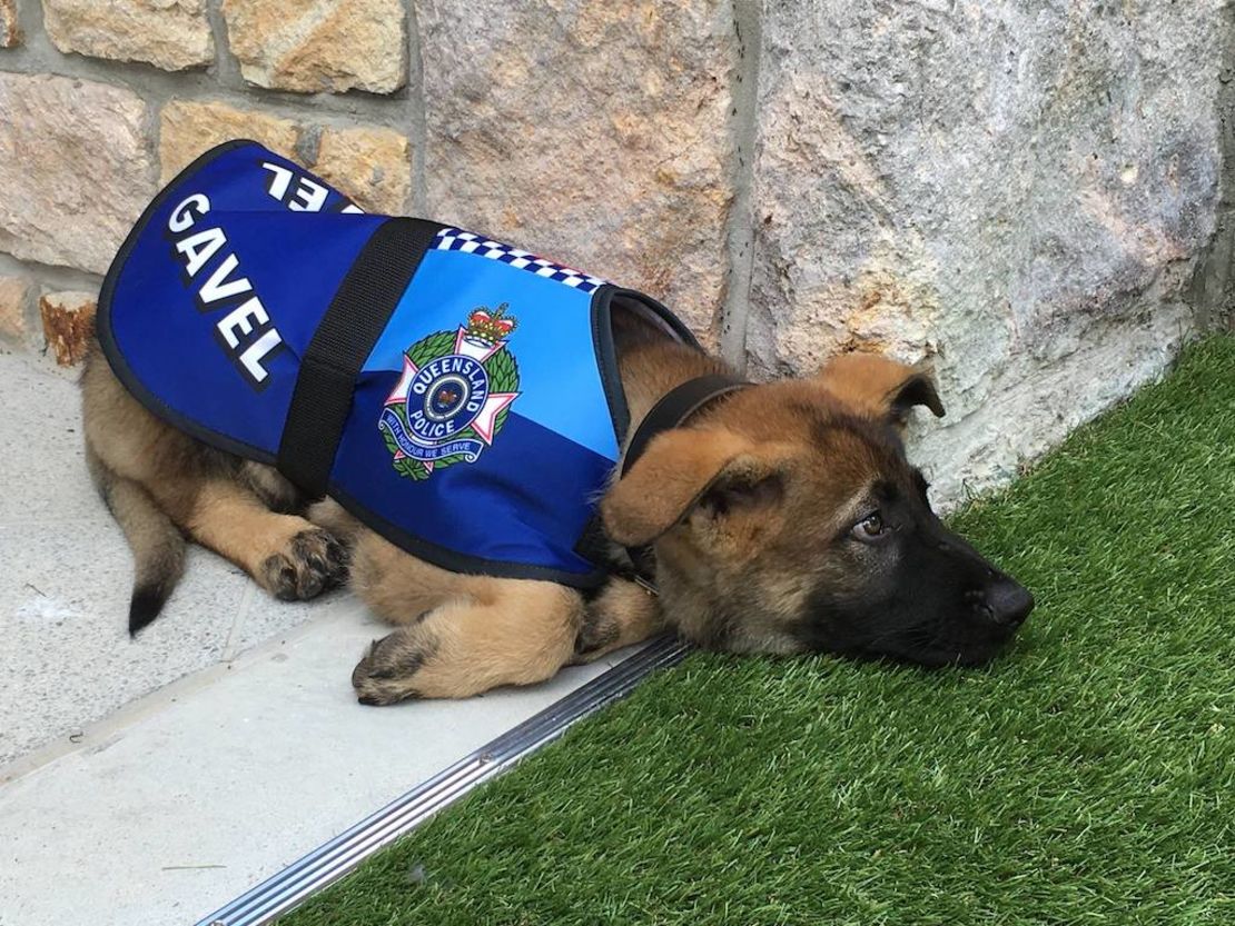 Gavel con su uniforme de policía antes de ser nombrado como perro de protocolo.