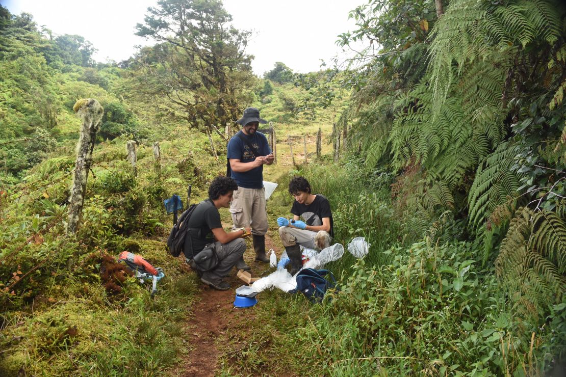 Los investigadores evaluarán la dinámica de la población de la rana de vientre rojo, para determinar cuán susceptible es a los cambios climáticos.