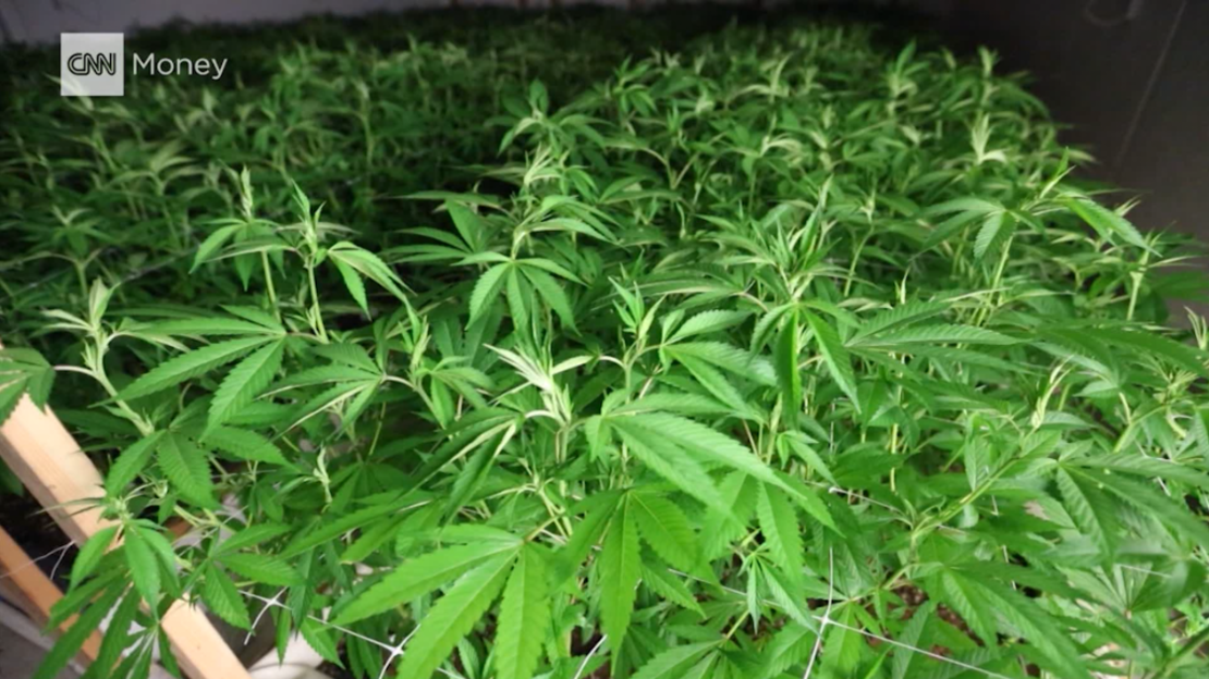 CNNE 419517 - 161109135625-marijuana-plants-1024x576