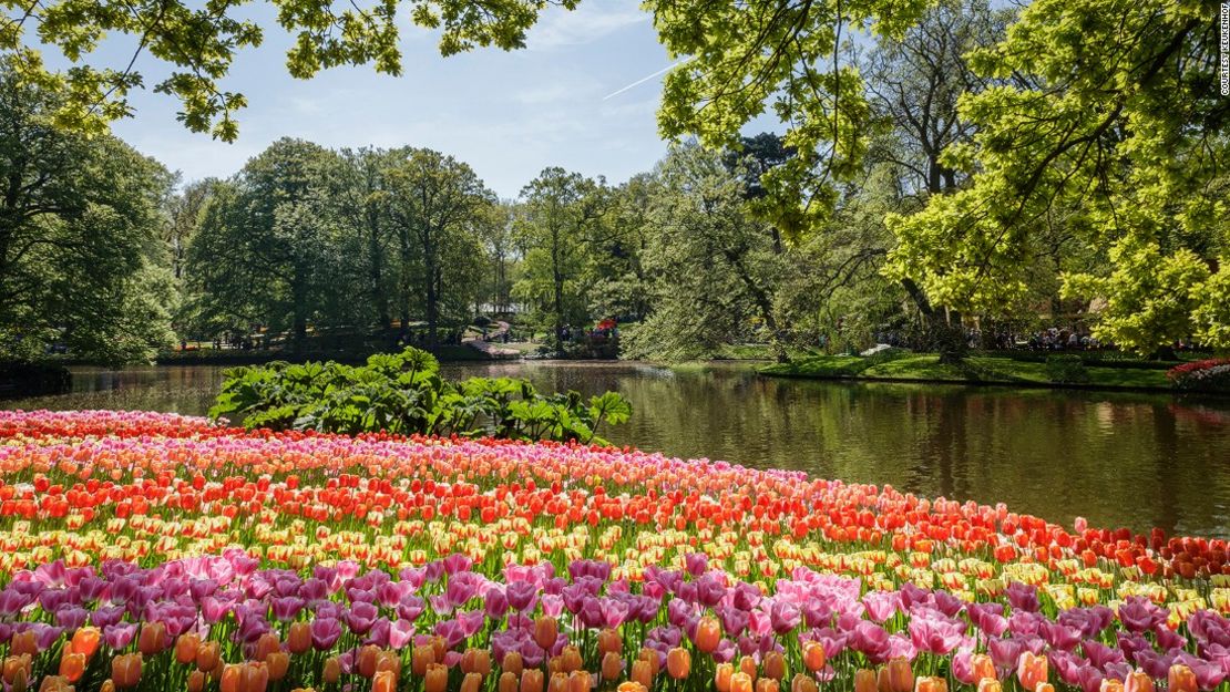 Campos de tulipanes en Holanda.