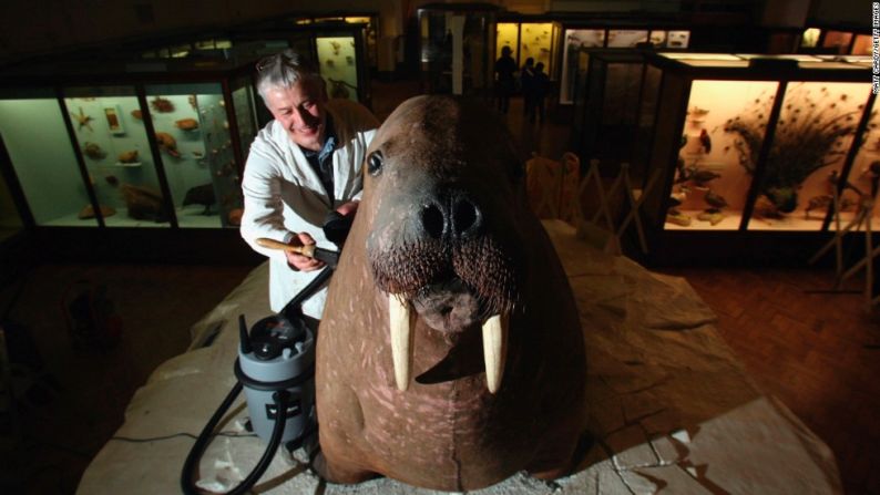 Visita el Museo Horniman, con su zoológico de mascotas y su excéntrica colección, entre la que se encuentra, por ejemplo, una morsa del siglo XIX ridículamente embalsamada.