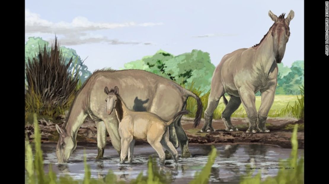 Una reconstrucción artística del 'Macrauchenia patachonica', que se cree anduvo por lo que hoy es Sudamérica hace unos 12.000 años. Se parecía a un camello enorme sin joroba, tenía el cuello largo como el de una llama y un tronco corto por nariz.