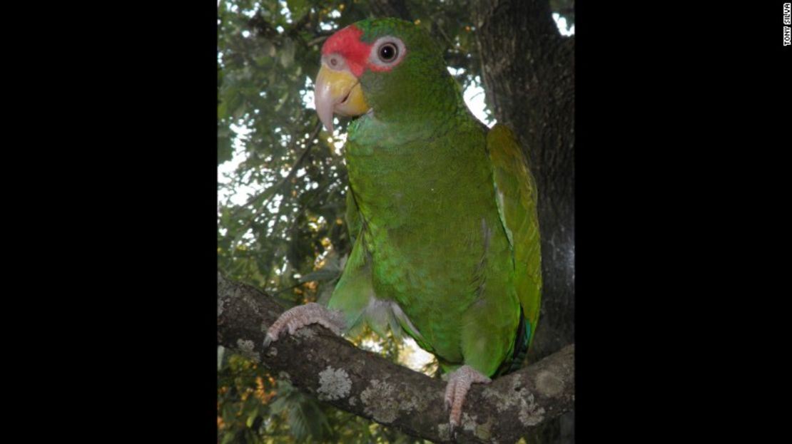 CNNE 425018 - loro amazona de alas azules especie descubren parrot en mexico