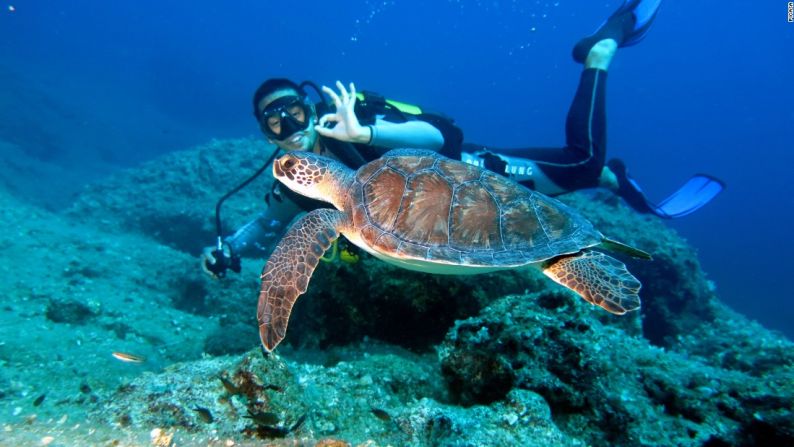 La costa norte de la mediterránea isla de Chipre está prácticamente intacta. Y allí hay una playa (Alagadi) con un atractivo particular para un visitante especial: tortugas verdes y cabezonas que están en peligro de extinción. Si te gustan mucho esos animales, allí reciben voluntarios para trabajar en proyectos de conservación. Debes tener mínimo 3 meses de tiempo y pagar tu comida y alojamiento.