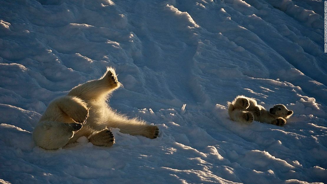 CNNE 427790 - 170621161846-wildlife-encounters-polar-bear-hurtigruten-svalbard-super-169