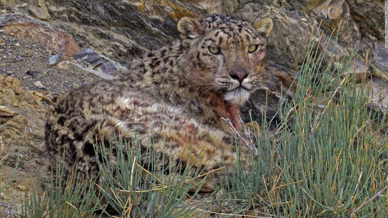 El llamado el ‘Fantasma del Himalaya’ es un animal increíblemente rápido que se mimetiza muy fácilmente. Verlo es un privilegio reservado solo para los valientes que sean capaces de enfrentar las desafiantes condiciones climáticas de la zona.