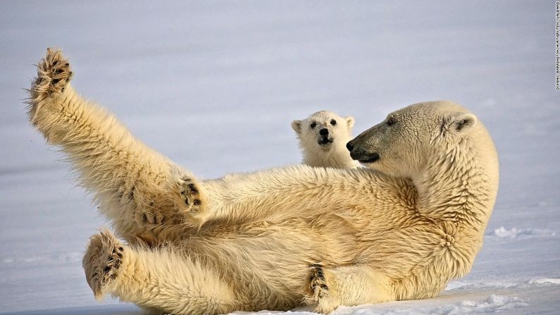 Para ver osos polares no hay nada como hacer una expedición por el Ártico, hasta la remota isla de Spitsbergen, en Noruega.