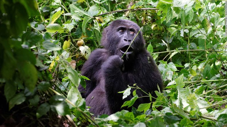 Si te aventuras en lo profundo de la selva ecuatorial del Parque Nacional Kahuzi-Biega, en la República Democrática del Congo, podrás ver gorilas de tierras bajas.