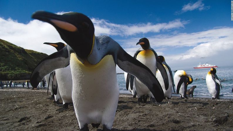 CNNE 427807 - 170620175345-wildlife-encounters-antarctica-south-georgia-penguin-close-up-leo-tamburri-2010-igp1312-lg-rgb-super-169