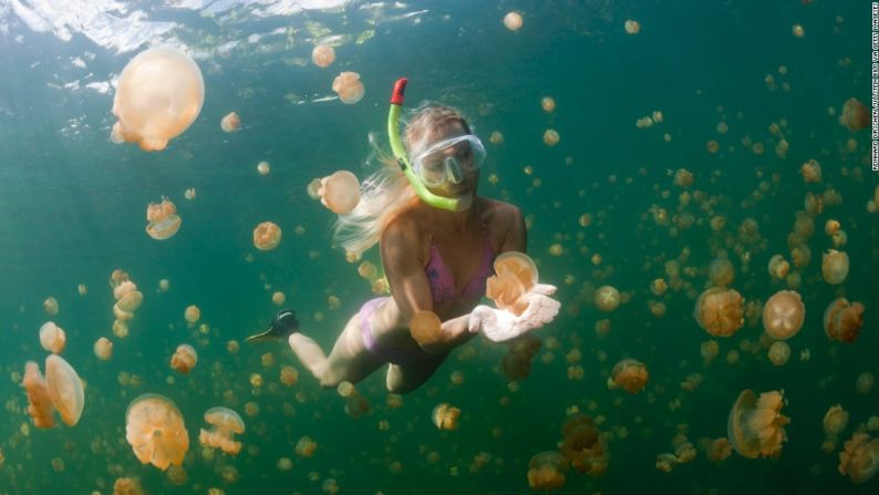 El lugar privilegiado para nadar con medusas era la isla de Palau, en la Polinesia, pero esas excursiones están suspendidas por las condiciones ambientales que han disminuido el número de esas criaturas. Pero tranquilo. Aún puedes hacerlo en un área protegida de la provincia indonesia de Papúa Occidental, en el remoto archipiélago Raja Ampat.