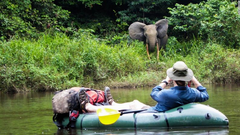 Hacer 'rafting' en el entorno salvaje del Parque Nacional Ivindo de Gabón no es un safari típico. Quienes se animan dicen que han remado tranquilamente frente a gorilas y han tenido a pocos metros de distancia a elefantes de la selva y a astutos chimpancés que saltan a las copas de los árboles. Para conocer otros recorridos extremos con animales salvaje mira la siguiente galería.