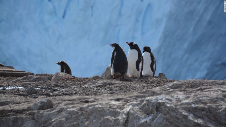 Aunque algunas poblaciones de pingüinos en la Antártida se han reducido, otras han aumentado, como las de los pingüinos Gentoo.