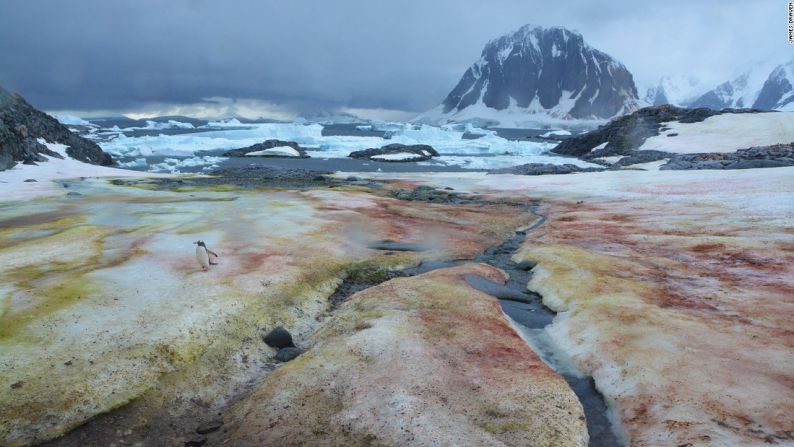 La mayor fuente de comida de algunos pingüinos son unos camarones antárticos que se alimentan de las algas que crecen bajo el hielo marino. Por eso, con el derretimiento de los hielos los pingüinos tienen menos comida.