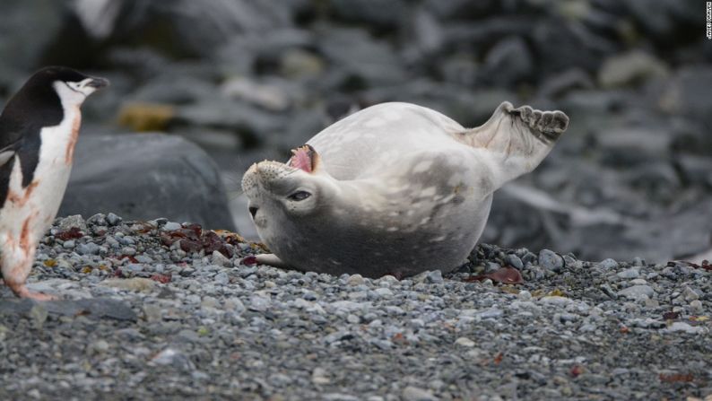 Pero como cada vez hay menos hielo, las focas 'Weddell' pasean ahora casi siempre en pedazos de tierra, a los que las orcas no pueden acceder.