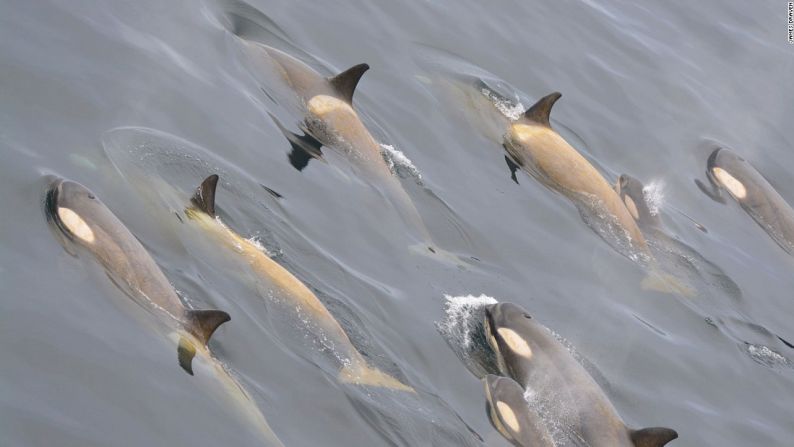 Las ballenas asesinas tipo B1, por ejemplo, se alimentan casi exclusivamente de focas 'Weddell', que cazan en los trozos de hielo. Pero como cada vez hay menos hielo, esas focas pasean ahora casi siempre en pedazos de tierra a los que las orcas no pueden acceder.