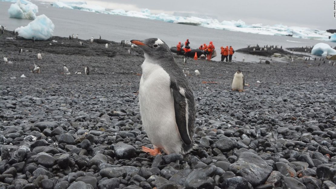 Aunque algunas poblaciones de pingüinos en la Antártida se han reducido, otras han aumentado, como las de los pingüinos Gentoo.