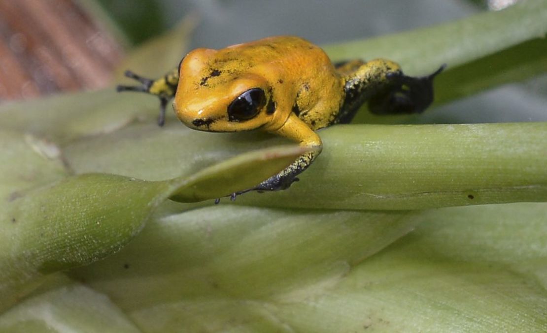 CNNE 432522 - colombia-animals-golden frog