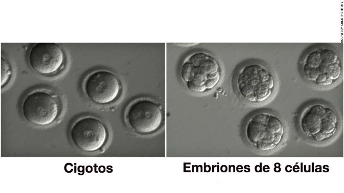 A la izquierda, huevos recién fertilizados antes de la edición de genes y, a la derecha, embriones después de la corrección de genes y algunos procesos de división celular.