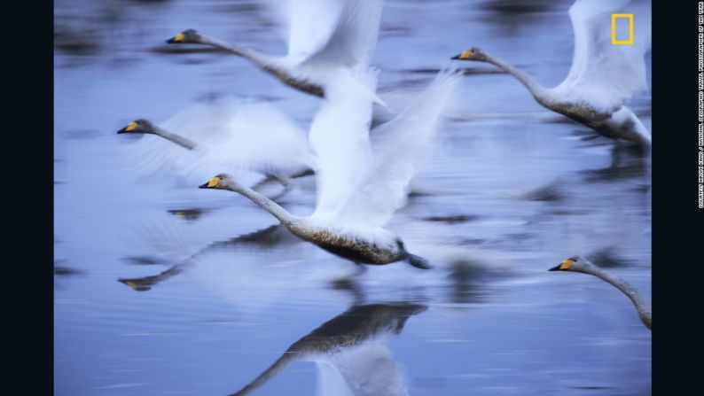 "Vivir". El ganador del segundo premio del Concurso de Fotografía de Viajes de National Geographic de 2017 es Hiromi Kano. "Los cisnes viven vigorosamente incluso en medio del barro", asegura Kano sobre su imagen.