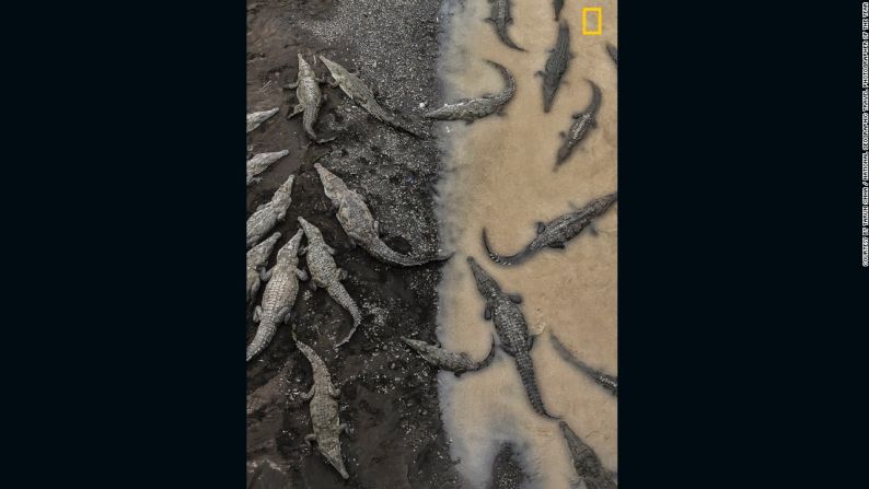 "Cocodrilos en el río Tárcoles": El ganador del tercer premio del concurso es Tarun Sinha, quien asegura: "Esta imagen fue capturada en Costa Rica cuando viajaba de Monteverde a Playa Hermosa. En este río, puedes parar y mirar por encima del borde del puente a 35 gigantescos cocodrilos descansando en las orillas fangosas del río. Quería capturar la cruda diferencia entre los cocodrilos en tierra y en el agua. En las aguas turbias, los contornos del cuerpo de estas bestias permanecen ocultos, y sólo se puede ver realmente su circunferencia a medida que emergen del río".