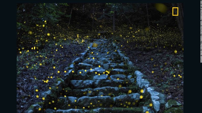 "Bosque de las hadas". La segunda mención honorífica en la categoría de Naturaleza del concurso de National Geographic es Yutaka Takafuji. "Esta fotografía fue tomada en horas de la tarde de un día de verano húmedo en el bosque de una pequeña aldea remota en el área de Tamba, en Japón. Captura maravillosamente la atmósfera mágica de luciérnagas princesa que alfombran una escalera que lleva a un pequeño santuario venerado por la gente local", asegura Takafuji.