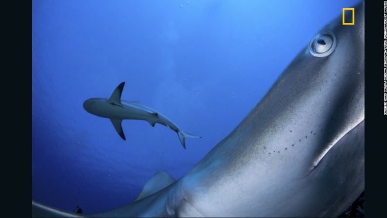 "En tu cara". La tercera mención honorífica es para Shane Gross con esta imagen submarina. "Los tiburones de arrecife caribeños suelen ser tímidos", aseguró Gross, "Así que puse mi cámara en una roca donde sé que frecuentan y usé un disparador remoto para hacer clic a distancia cuando llegaron y golpearon mi cámara".