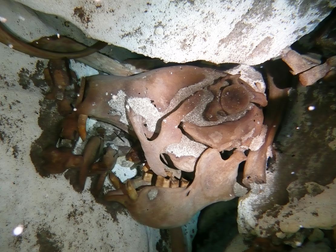 Cráneo del perezoso gigante en el cenote.