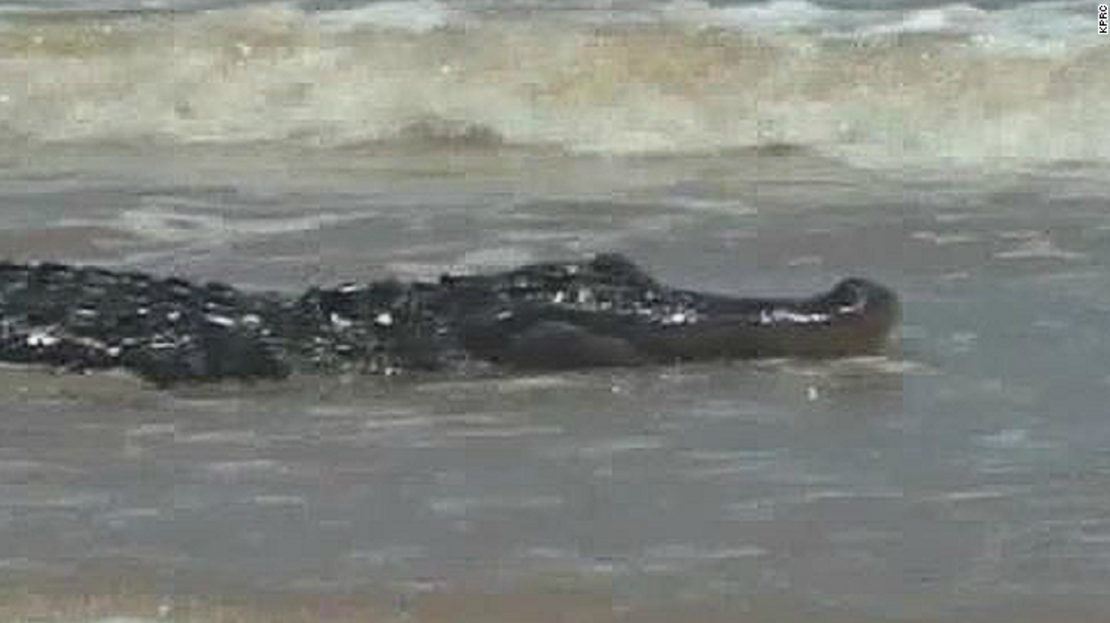 CNNE 443954 - 150722102659-alligator-texas-beach-thumbnail-exlarge-169