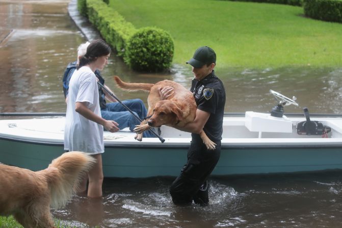 Voluntarios y agentes de la patrulla de seguridad del barrio ayudan a rescatar a residentes y a sus perros en el barrio de River Oaks el 27 de agosto de 2017 en Houston, Texas. Crédito: Scott Olson / Getty Images