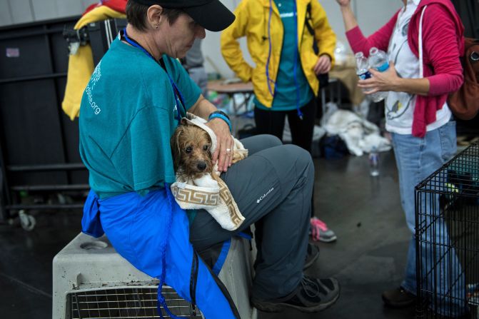 Un veterinario sostiene un perro en un refugio en el Centro de Convenciones George R. Brown tras el paso del huracán Harvey el 28 de agosto de 2017 en Houston, Texas. Crédito: BRENDAN SMIALOWSKI / AFP / Getty Images