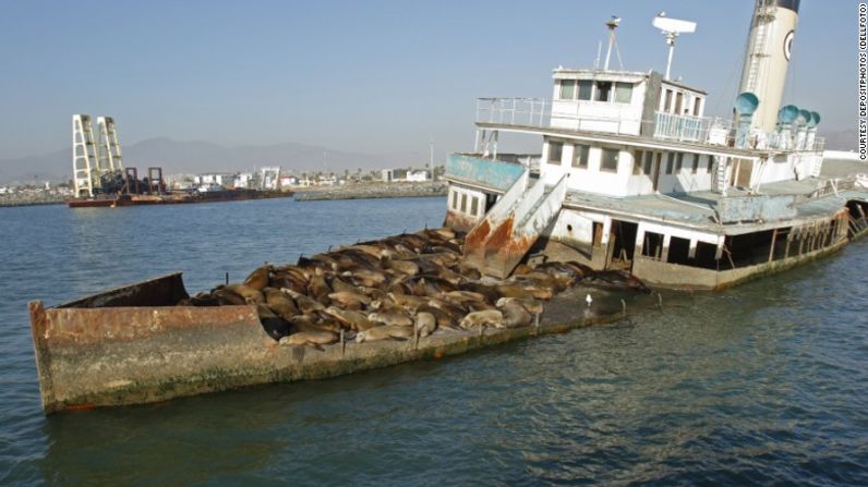 Leones marinos descansan en la cubierta en descomposición de un barco turístico en la bahía de Ensenada en México.