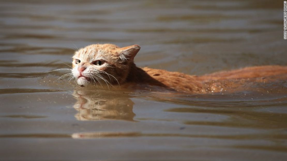 Un gato trata de buscar tierra seca alrededor de un complejo de apartamentos que resultó inundado enHouston, Texas