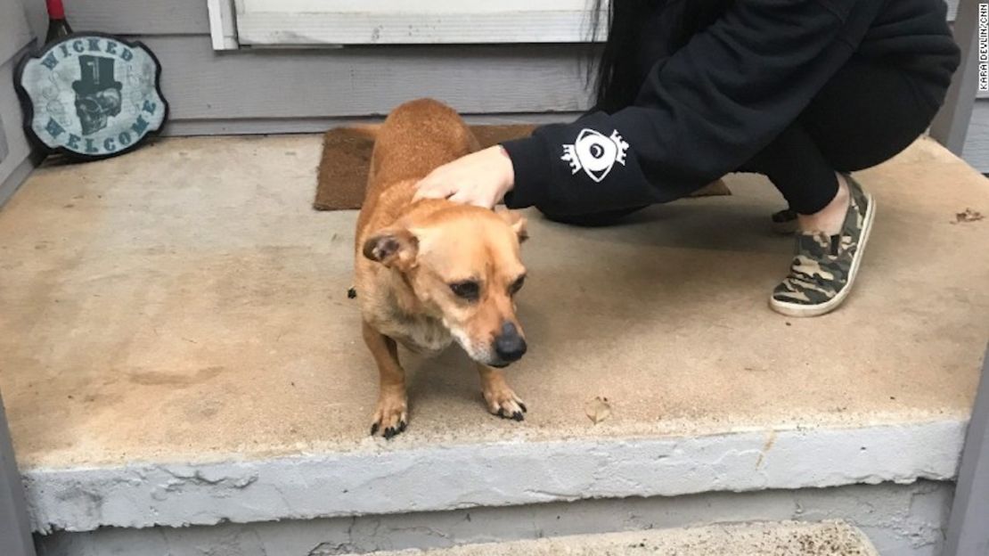 Journey, la mascota de Brittney Speck, fue atacada por el tigre, pero logró escapar.