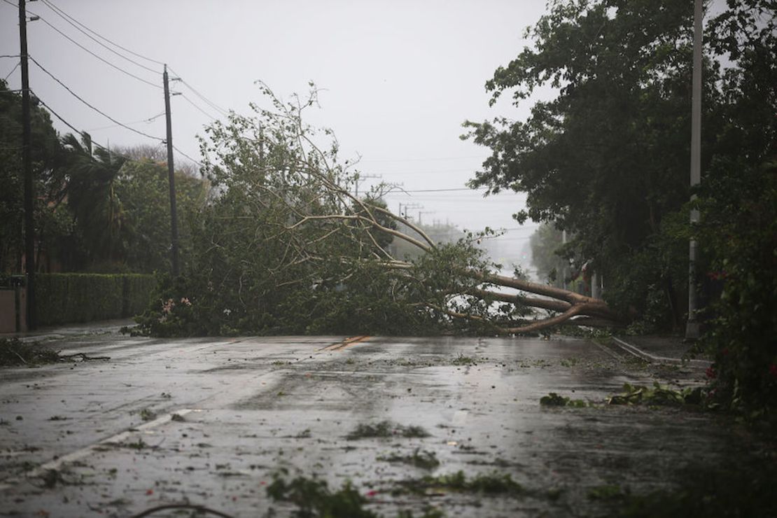 Árboles y ramas cayeron en las calles de Miami a la llegada de Irma en la mañana del domingo. El huracán de categoría 4 llegó a Florida y fue calificado por las autoridades como “extremadamente peligroso”.