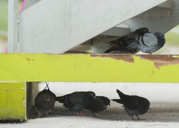 Un grupo de pájaros se resguardó en una estación de salvavidas cuando los vientos empezaron a soplar fuertemente.