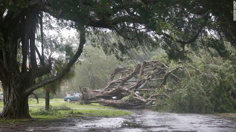 Un árbol enorme bloquea una vía en Coral Gables. Horas después de que llegó a Florida, el huracán Irma se degradó a categoría 2.