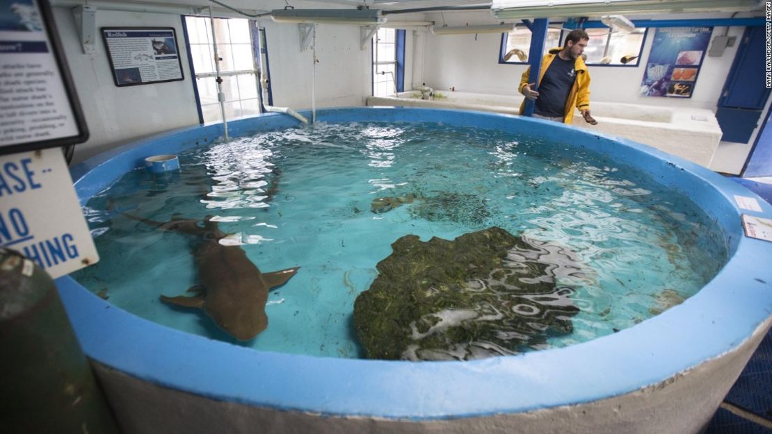 Este tiburón nodriza del Gulf Specimen Marine Lab fueron llevados a Atlanta antes de que el ciclón llegara a Estados Unidos.