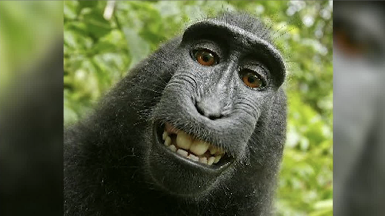 CNNE 449144 - naruto selfie macaco