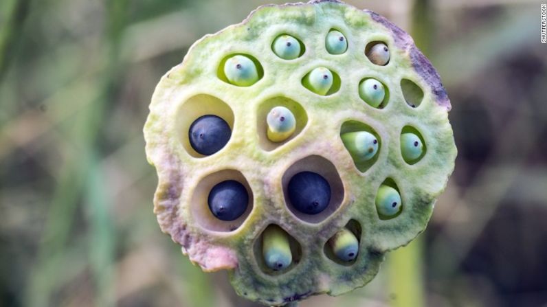 Esta flor de loto puede ser extrañamente hermosa para algunos, pero para aquellos que sufren de tripofobia, una fobia intensa e irracional a los agujeros, protuberancias y grupos de hoyos, esta imagen podría causar un ataque de ansiedad completa. Las flores de loto son unos de los desencadenantes más conocidos de esta fobia.