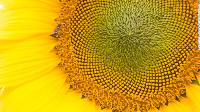 La naturaleza puede ser un campo lleno de estímulos negativos para aquellos que sufren de tripofobia. Este hermoso girasol está lleno aterradores cúmulos de protuberancias que pueden disparar reacciones que van desde disgustos hasta ataques de ansiedad.