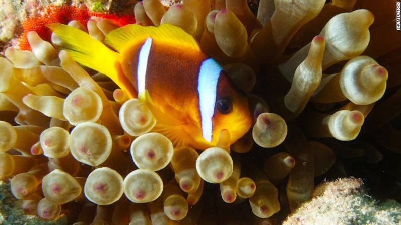 Llevar a los niños a ver Nemo puede ser una tarea difícil para alguien con tripofobia. Desde el coral cerebral hasta los pólipos, el mar está lleno de grupos de agujeros y protuberancias.