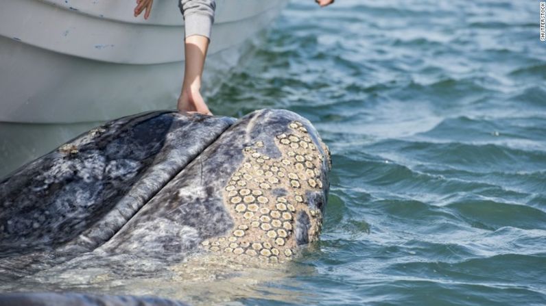 Algo tan simple como ver un documental sobre ballenas pude estar lleno de imágenes que pueden desencadenar una crisis por tripofobia.