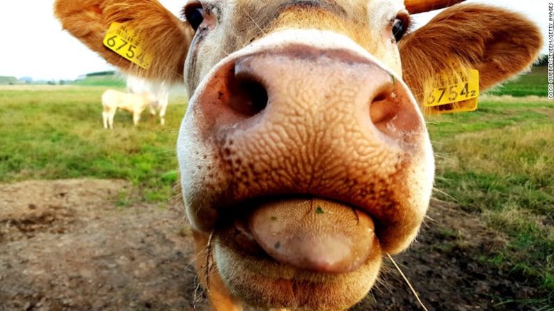 Incluso la nariz y la lengua de esta curiosa vaca podría ser causa de desastre si una persona con tripofobia está al otro lado de la cámara.