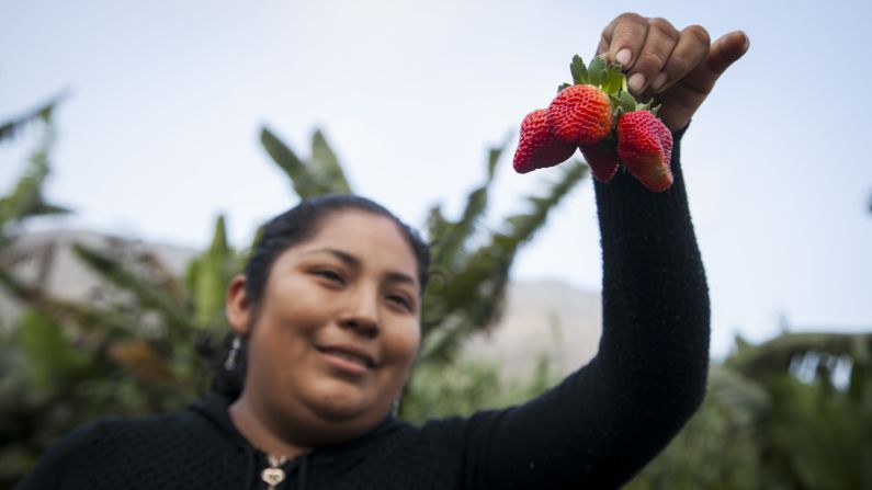 La producción orgánica intensiva es uno de los pilares de la calidad de la gastronomía peruana.