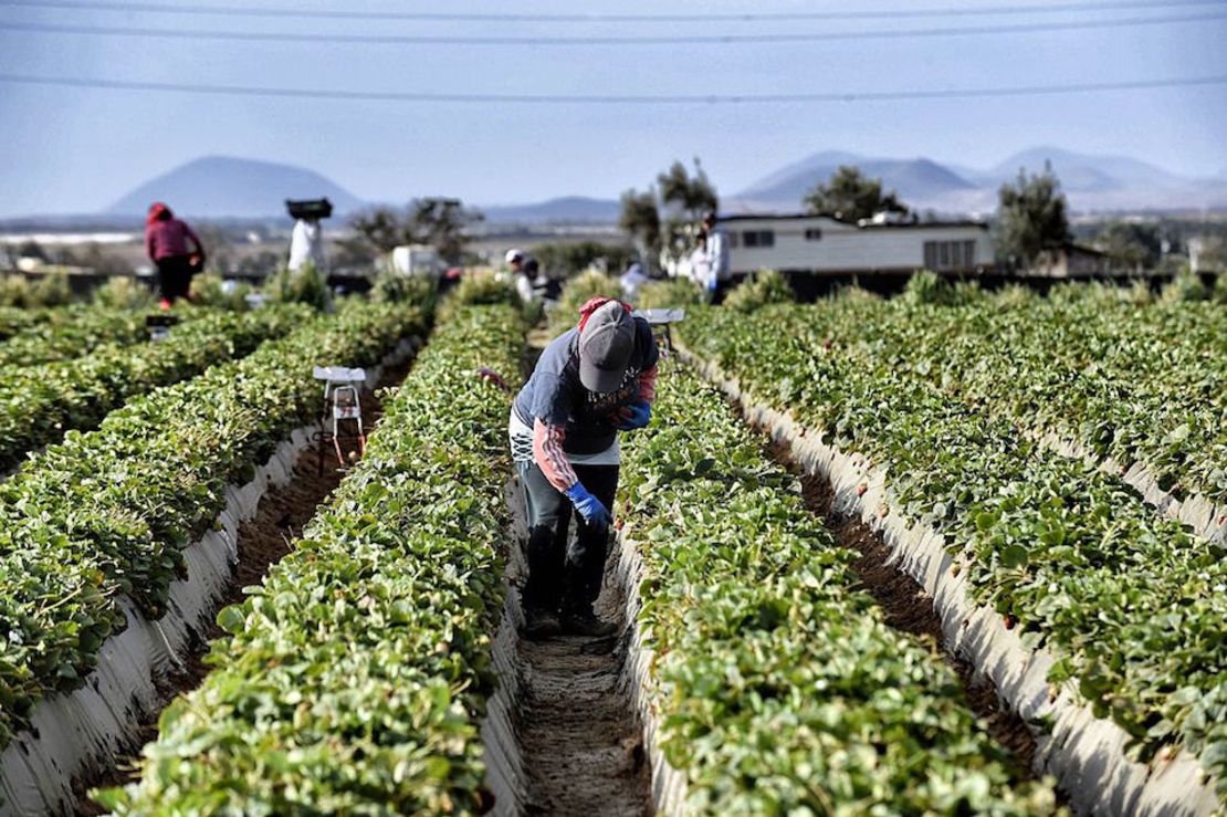 Campo de fresas en Baja California, México.