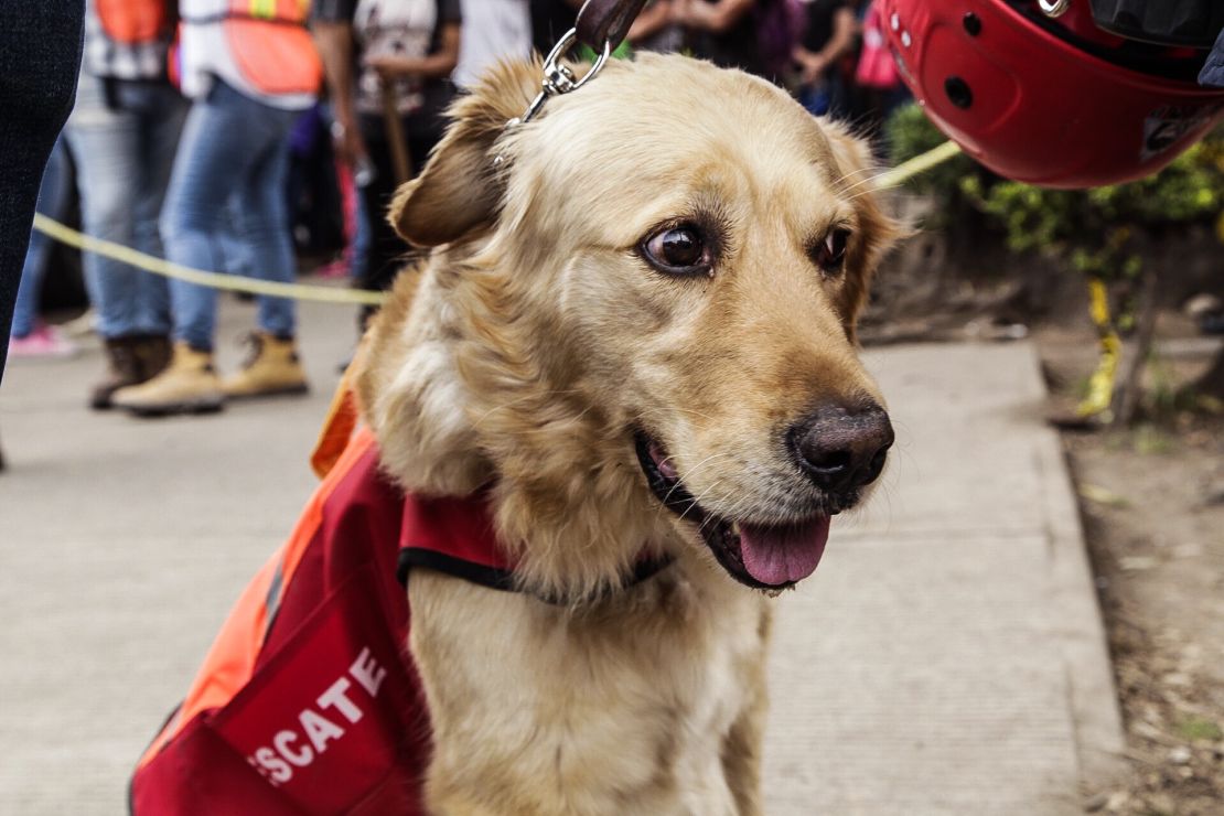 Los perros rescatistas han sido de vital importancia en las labores humanitarias.