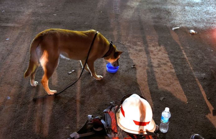 Un perro de rastreo del equipo argentino se alimenta durante un descanso.